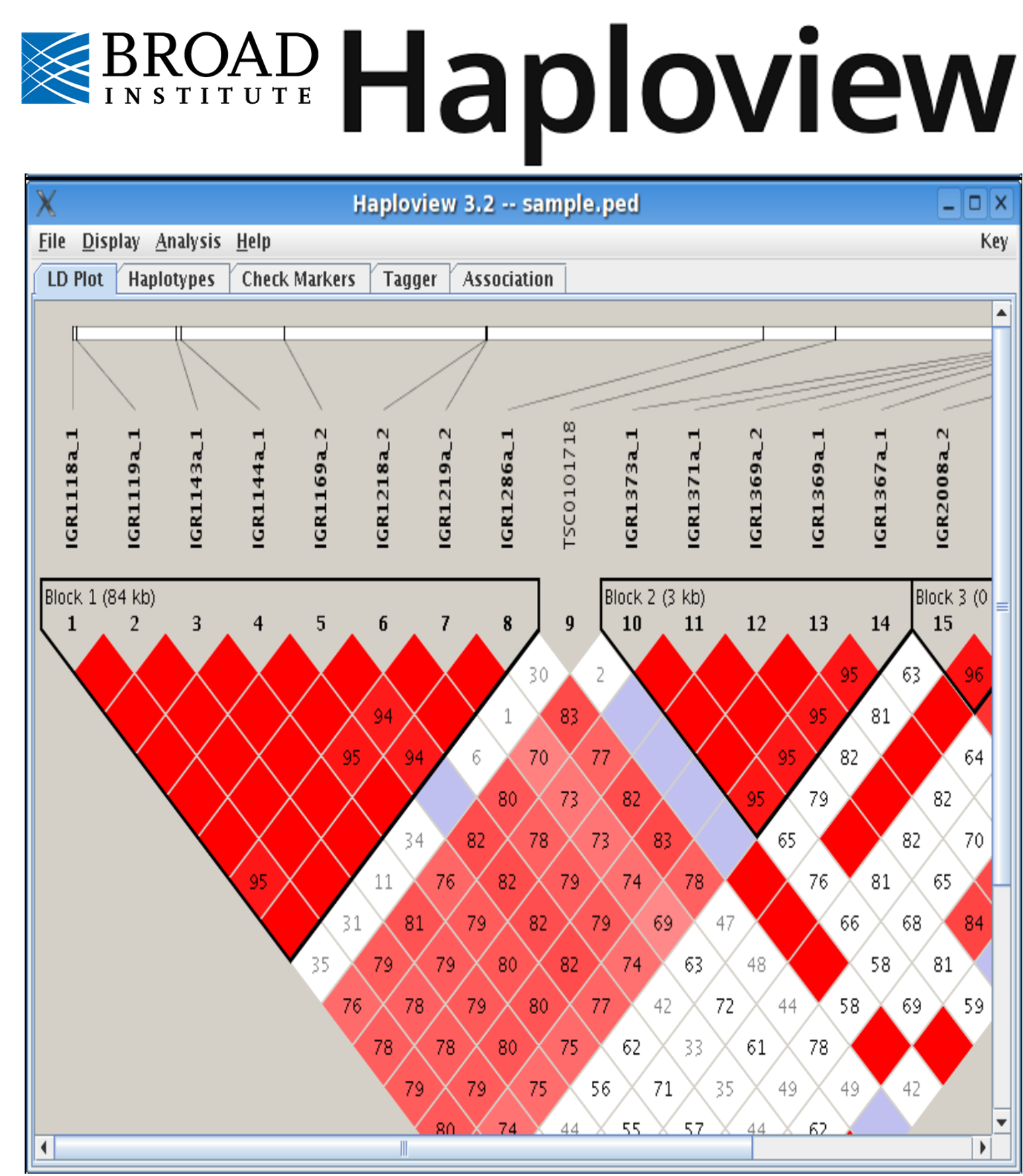 Haploview image