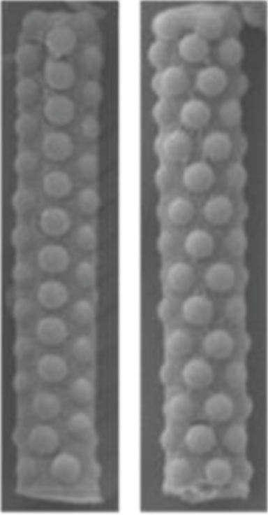 nanospheres.png
