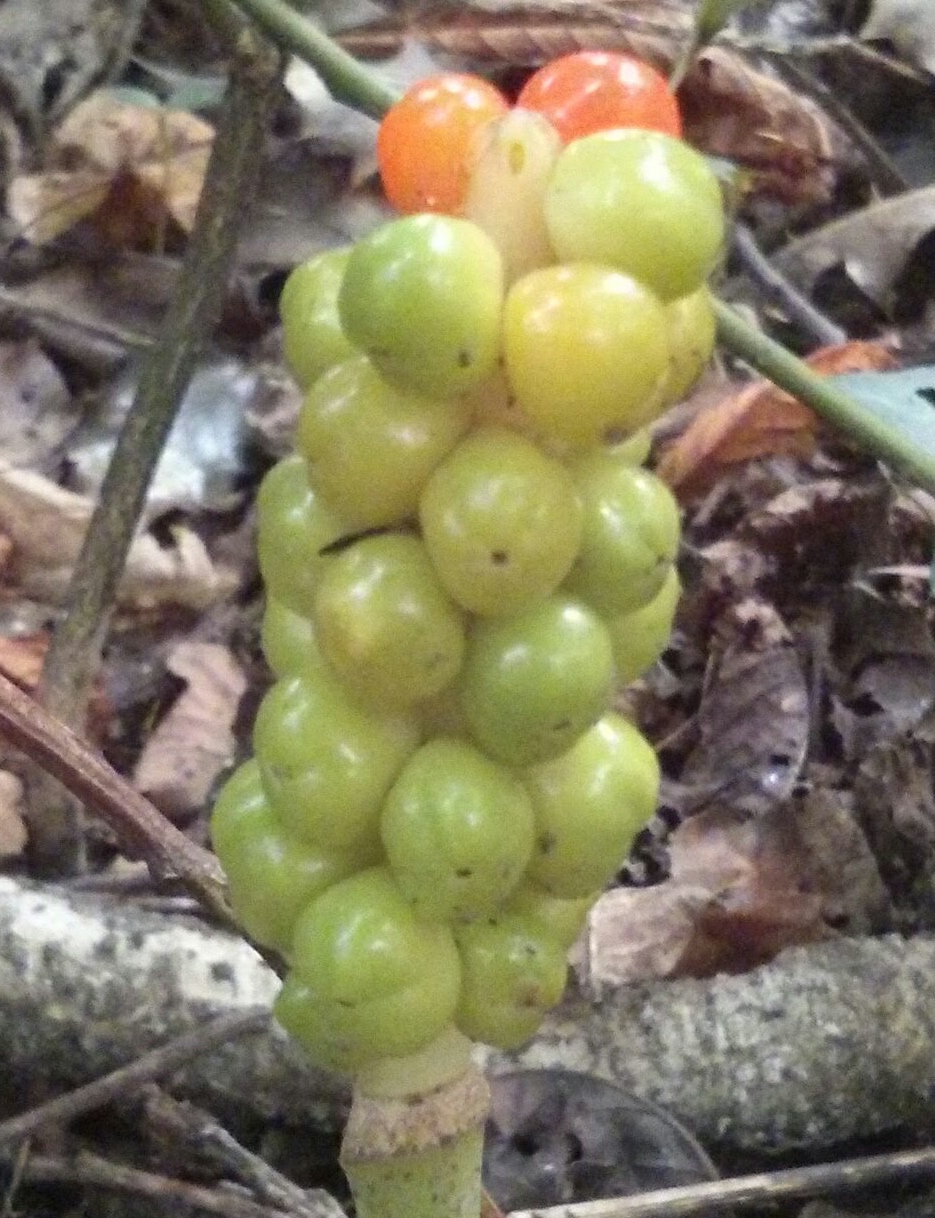 plant.jpg