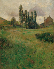 Dogs in a field