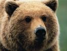 metre bear