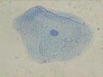 micrometre cell