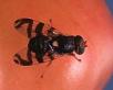 millimetre fruitfly