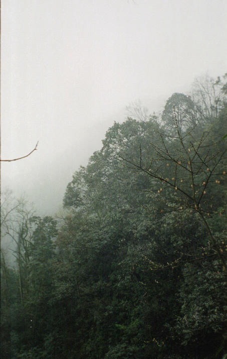 Freezing fox on the hike up Emeishan