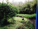 The Panda reserve outside Chengdu - another cycling adventure!