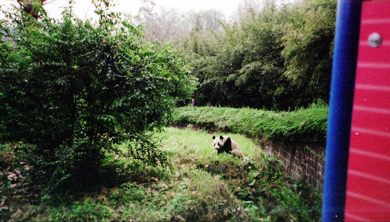 The Panda reserve outside Chengdu - another cycling adventure!