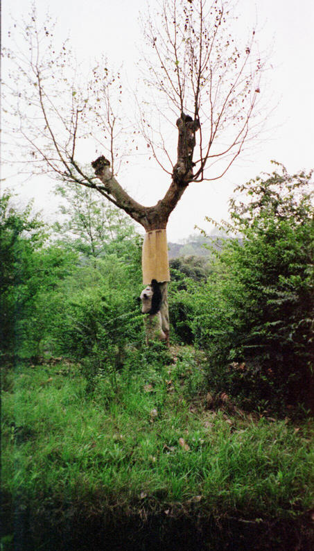 Pandas keeping amused!