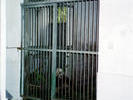 Why this little guy was locked in a cage is a mystery