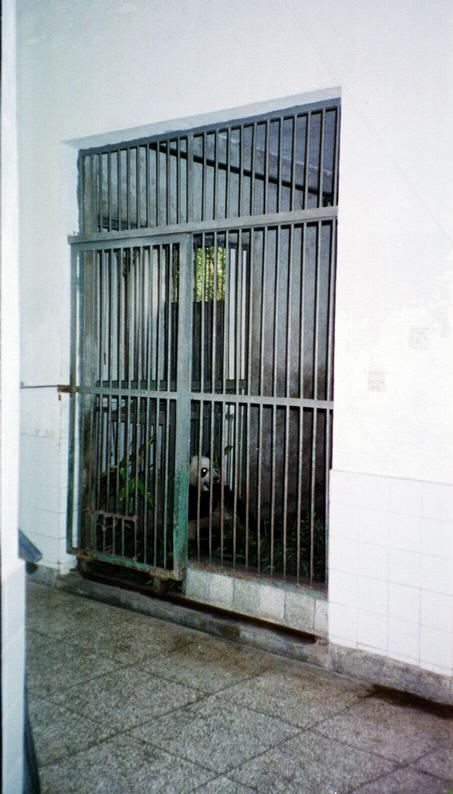 Why this little guy was locked in a cage is a mystery
