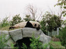 A midday nap