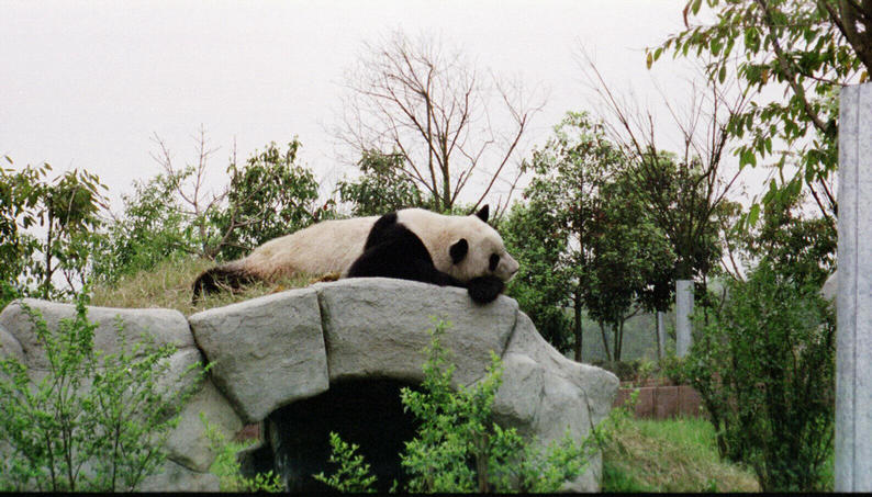 A midday nap