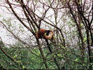 red Pandas at the Panda reserve outside Chengdu - yes there is such a thing as a red panda!