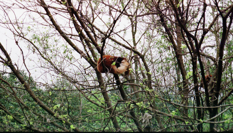 red Pandas at the Panda reserve outside Chengdu - yes there is such a thing as a red panda!