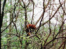 Red Pandas 
