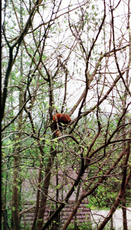 Red Pandas 