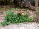 Red Pandas