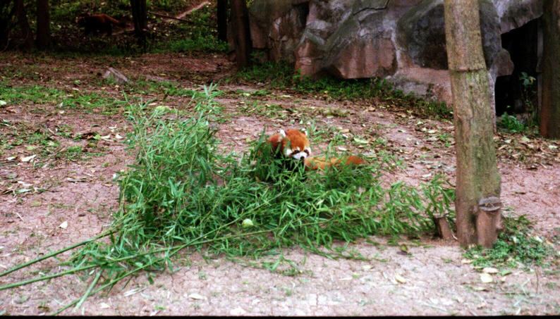 Red Pandas
