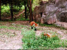 Red Pandas