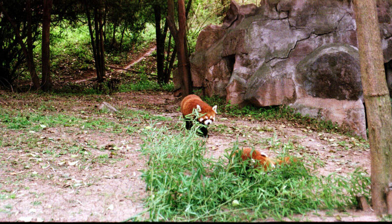 Red Pandas