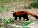 Red Pandas
