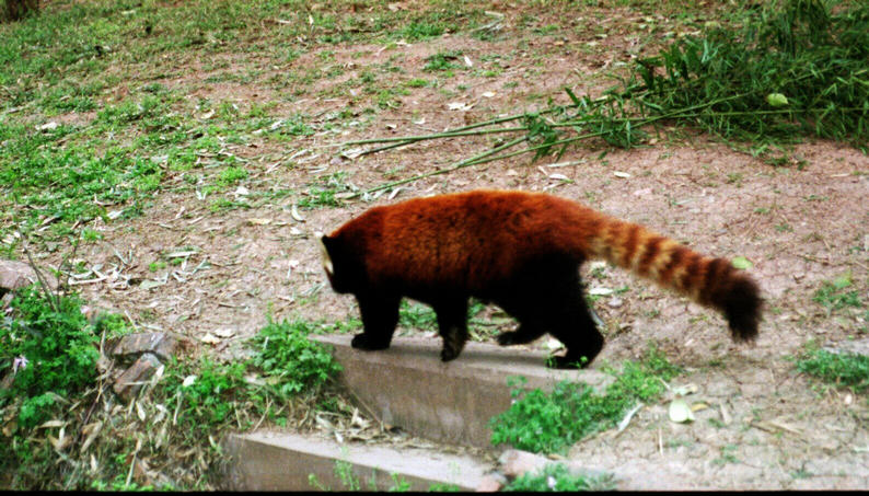 Red Pandas
